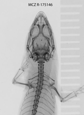 Media type: image;   Herpetology R-175146